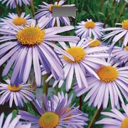 Добрыня DO-3006 фото